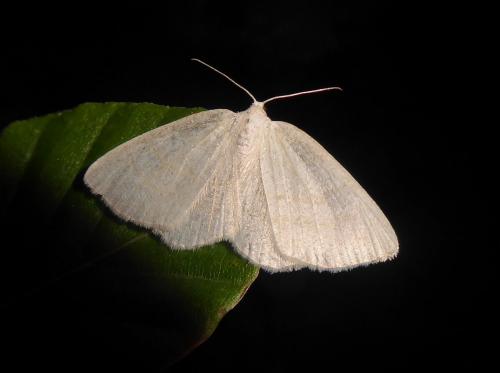 Réf. 286 732 : Cabera exanthemata